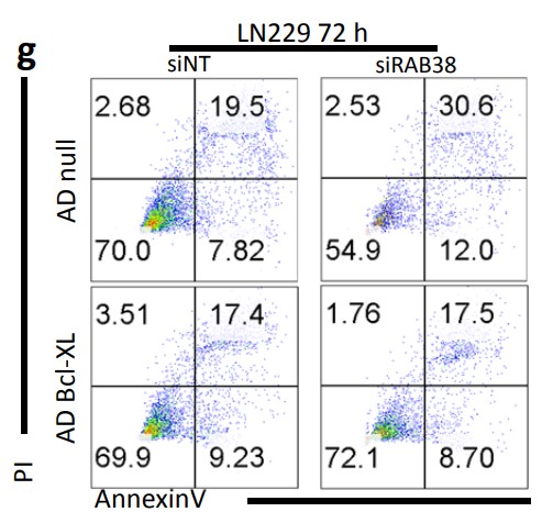 LN229 glioblastoma cells overexpressing Bcl-xL stained with annexin V&propidium iodide.jpg
